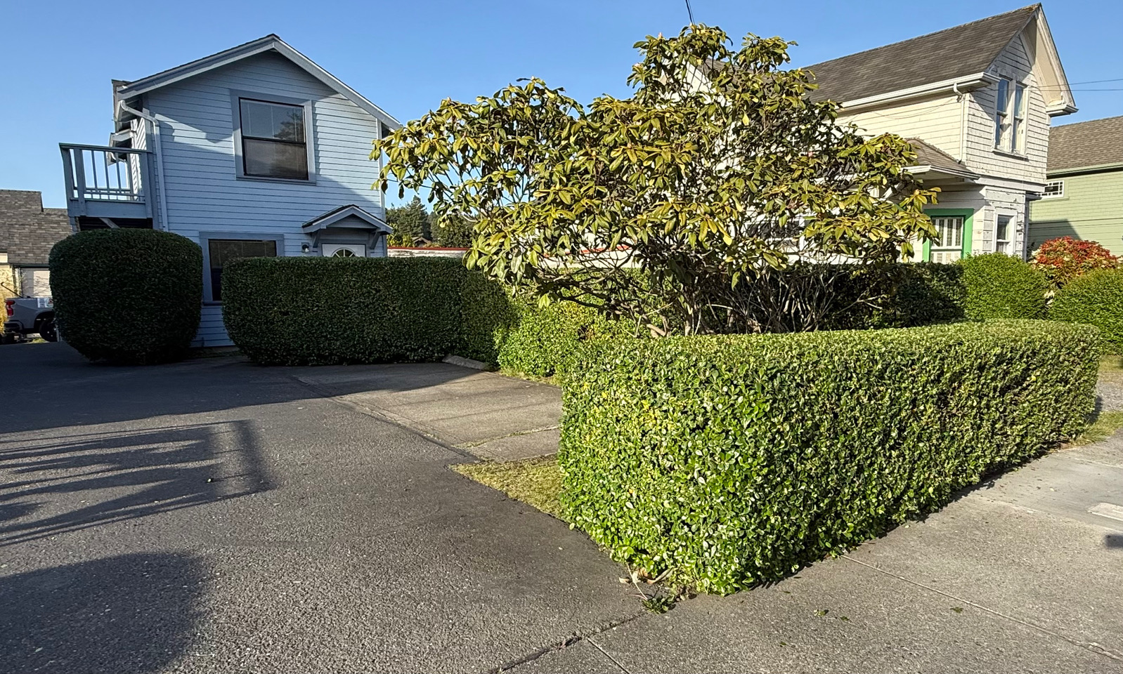Expert hedge trimming and pruning service Humboldt County